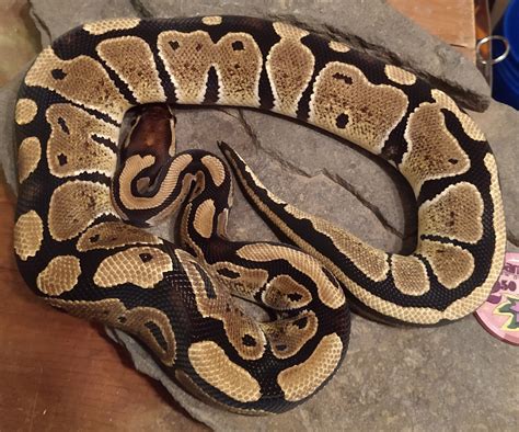 normal ball python